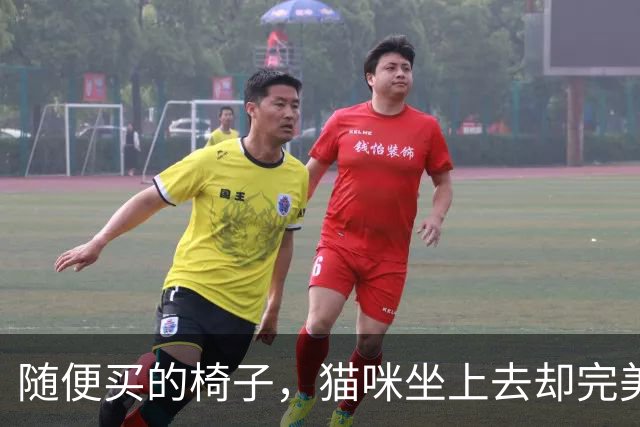 随便买的椅子，猫咪坐上去却完美契合，还以为是量身定做的！